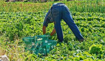 How Window Shades Can Help Protect Your Plants and Improve Your Harvest