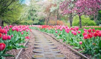 Utilizing Reverse Mortgage Funds For Home And Garden Improvements